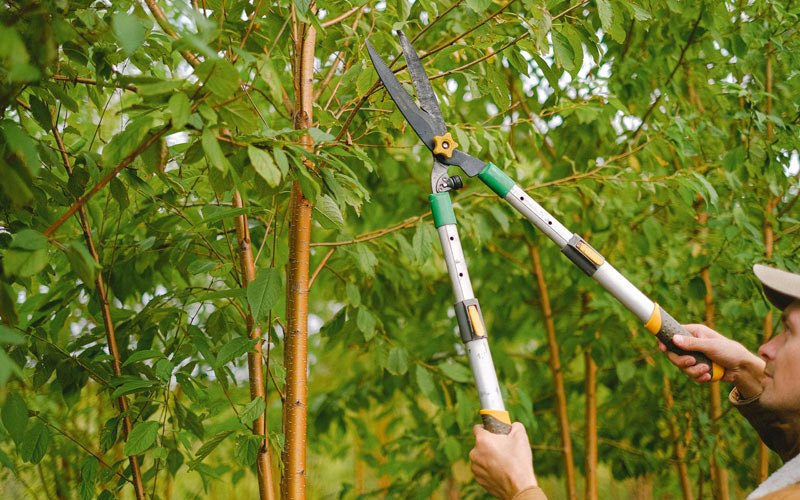 Tree trimming in Towanda, IL
